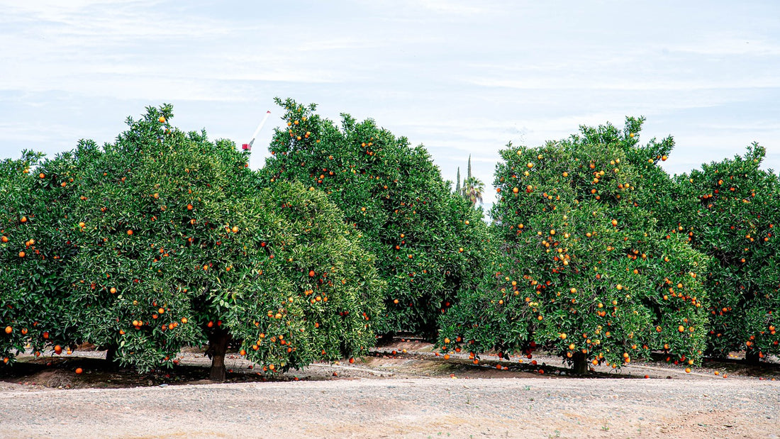 Spotlight On: doTERRA Petitgrain Essential Oil