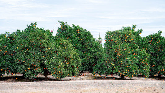 Spotlight On: doTERRA Petitgrain Essential Oil