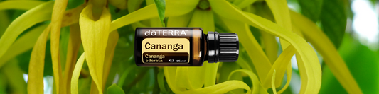 January 2025 Product of the Month - Cananga Oil