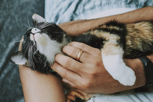 Celebrate International Cat Day with doTERRA: Safe Essential Oils to Pamper Your Fur-Baby