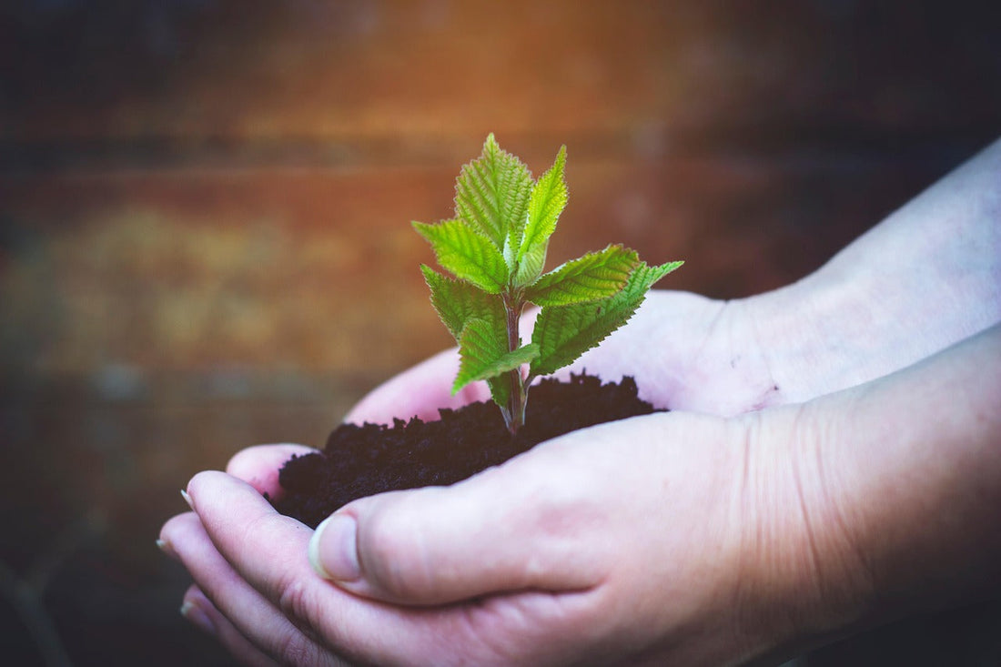 Ground Yourself on Tree Planting Day with doTERRA’s Tree-Based Essential Oils
