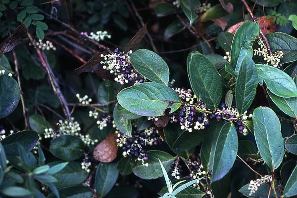 Spotlight On: doTERRA Wintergreen