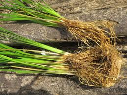 Spotlight On: doTERRA Vetiver Essential Oil