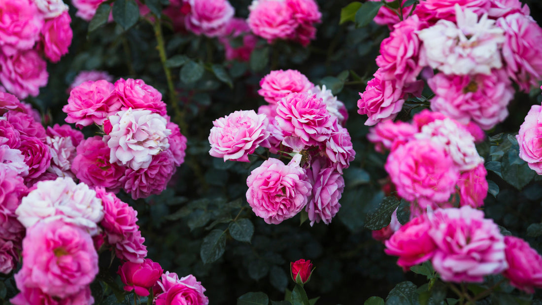 Spotlight On: doTERRA Rose Essential Oil