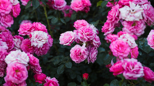 Spotlight On: doTERRA Rose Essential Oil