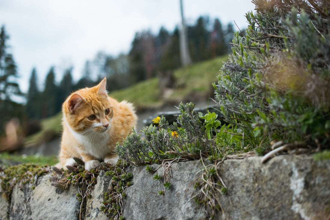 Essential oils and cats: what cat owners should know