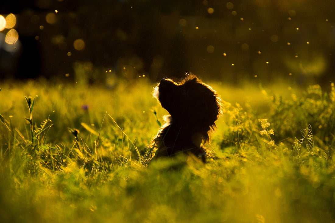 Essential oils and dogs: what dog owners should know