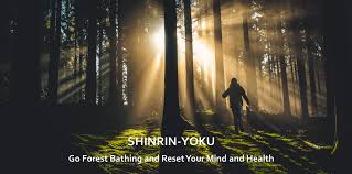Reconnect with Nature: Explore the doTERRA Shinrin-Yoku™ Range for Calm, Clarity & Christmas Gifting