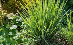 Spotlight On: doTERRA Lemongrass Essential Oil