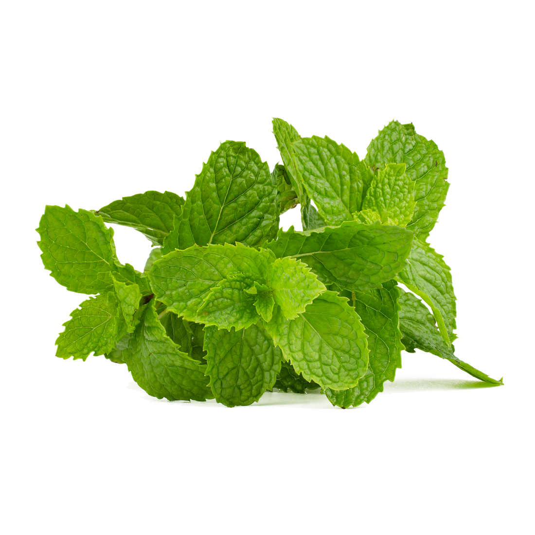 Spotlight On: doTERRA Supermint