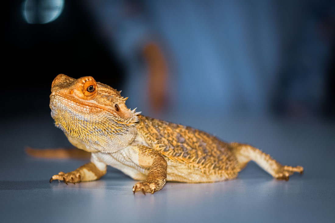 Essential oils and reptiles: what reptile owners should know