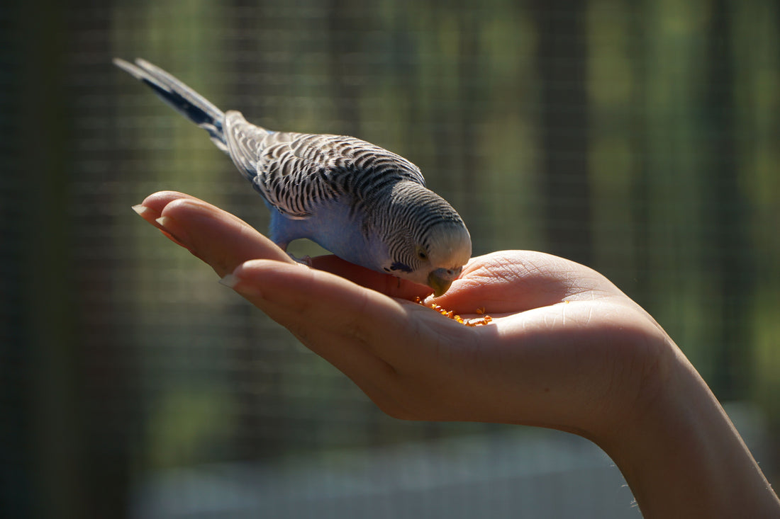 Essential oils and birds: what bird owners should know