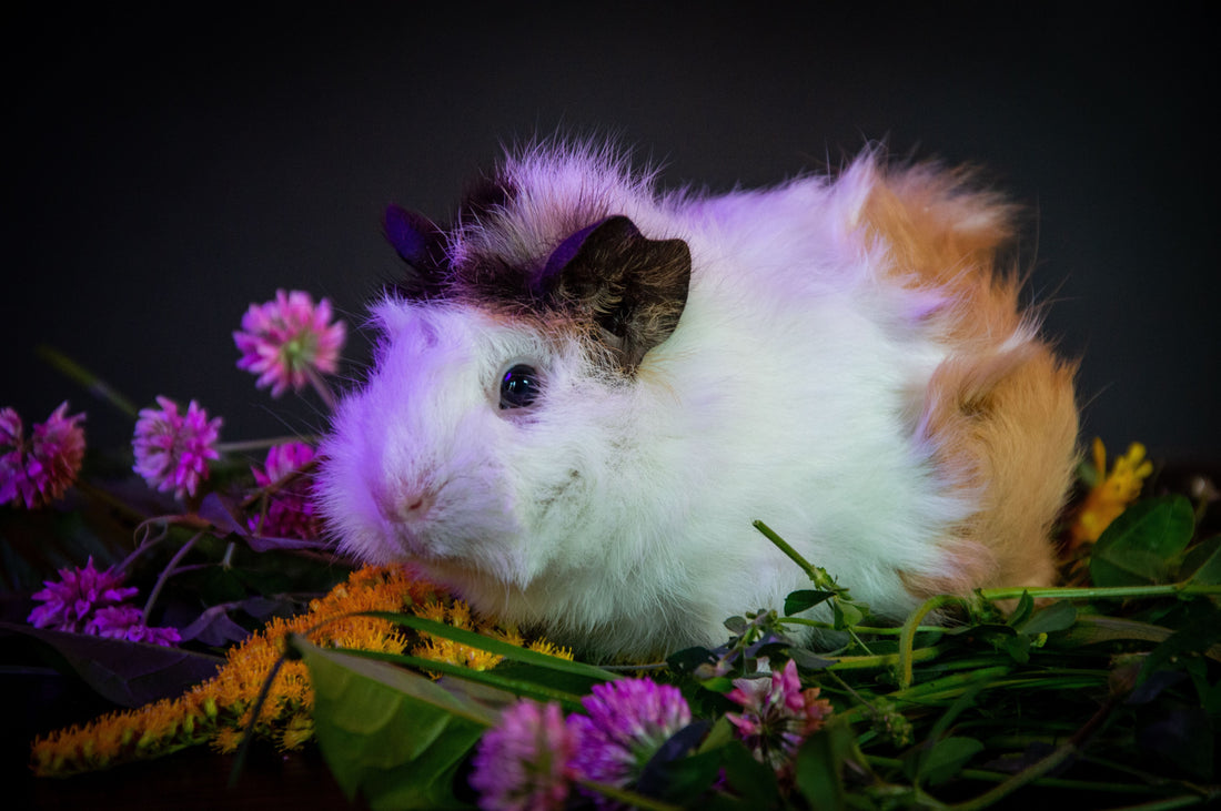 Essential oils and pet rodents: rats, mice and guinea pigs