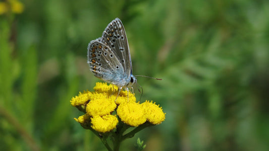 Spotlight On: doTERRA Blue Tansy
