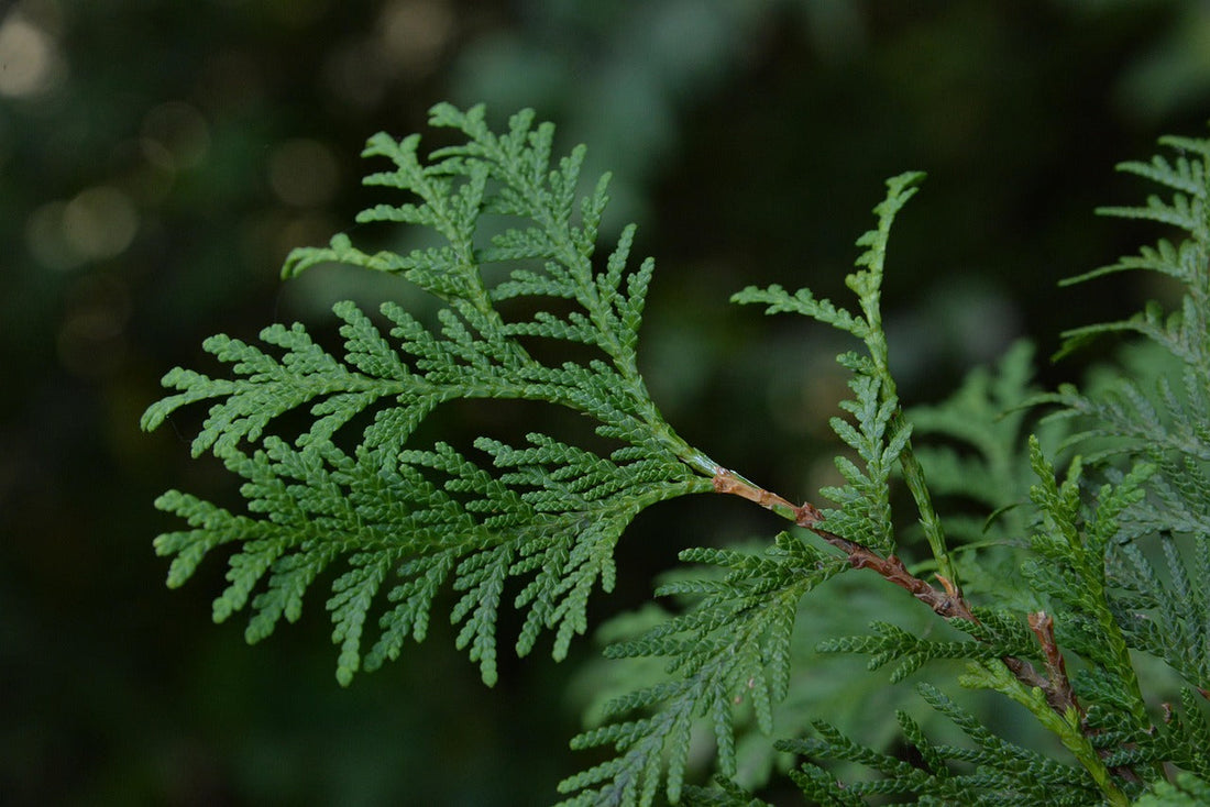 Spotlight On: doTERRA Cypress Essential Oil