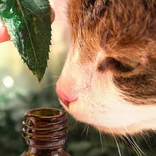 Pet Friendly Essential Oils
